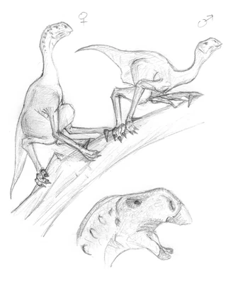 (fig.4) Spotted brumtumbler, Trichosaurus oncis (Papua)