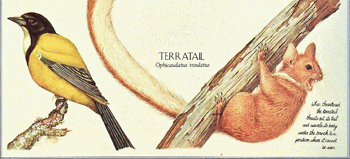 Terratail