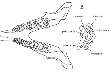 Eutriconodonta - Wikipedia