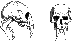 Spiketooth skull