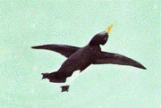 Auk swimming