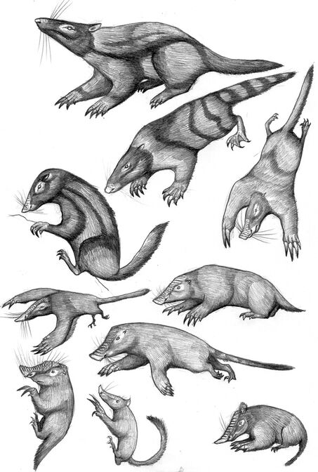 Deltatheridian moles, badgers, desmans