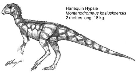(fig. 1) Harlequin hypsie, Montanodromeus kosiuskoensis (Australia)
