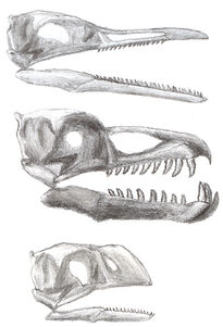 Ichthyornithiformskulls