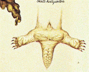 Chirit hindquarters