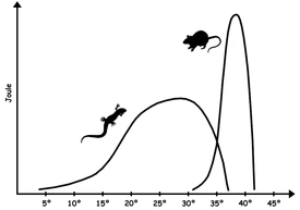 Power output of a poikilotherm lizard and a homeotherm mouse. The lizard can survive with a wide variety of temperatures, but it never outputs as much energy.