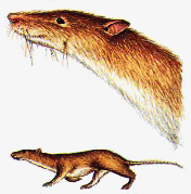 The Janiset, a stoat-like predator rat from the North American and European temperate woodlands.