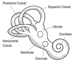 Inner ear