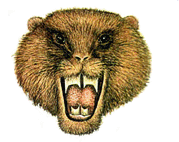 Polar ravene face