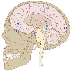 Structures of the human brain, classified according to their development. Red: myelencephalon; 1) medulla oblongata; 2) reticular formation. Orange: metencephalon; 3) pons; 4) cerebellum. Yellow: mesencephalon; 5) tectum; 6) cerebral peduncle. Green: diencephalon: 7) thalamus; 8) hypothalamus; 9) epithalamus; 10) pituitary gland, or hypophysis; 11) pineal gland, or epiphysis. Blue: telencephalon; 12) basal ganglia; 13) hippocampus; 14) amygdala; 15) corpus callosum; 16) cingulate gyrus (part of the limbic lobe); 17) olfactory bulb (part of the rhinencephalon); 18) visual cortex (part of the occipital lobe); 19) auditory cortex (part of the temporal lobe, on the outside of the brain, not visible); 20) sensory cortex (part of the parietal lobe); 21) motor cortex (part of the frontal lobe); 22) prefrontal cortex (part of the frontal lobe).