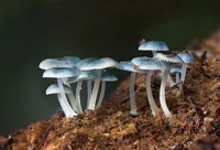 The mushroom Mycena interrupta.