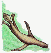 Pytheron swimming