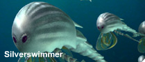 Silverswimmer