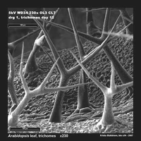 Trichomes of Arabidopsis.
