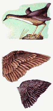 Long necked dipper