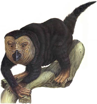 The large size of the taddey - up to 2 meters (6 feet) long without the tail - and its lazy appearance, makes it quite different from its agile ancestors.