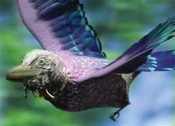 The roachcutter uses its keen eyesight to spot prey. Its wings are short and broad, giving it great maneuverability in the dense forest.