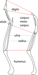 Wings of a modern ibis and Xenicibis.