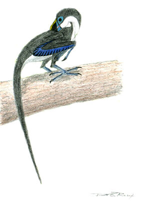 Caerulatusaurusdobbsi