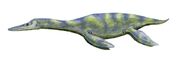 Birds Dolphin