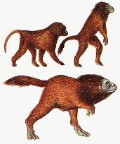 Raboon evolution