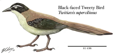 Black-faced tweety-bird, Twitiavis superciliosus (Australia and Papua)