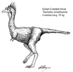 (fig. 1) Great crested alvie, Tiamatia ornatissima (Australia)