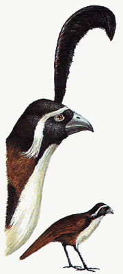 Long legged quail