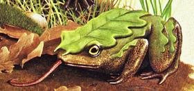 Oakleaf Toad