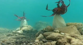 Red Algae Plants (TFiW).png