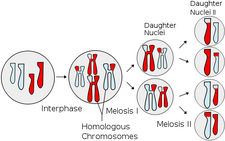 Scheme of meiosis. In this image, different chromosomes are identified by size, while the colour reveals the parent they come from.