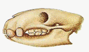 Ghole skullgif