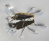WaterStriders