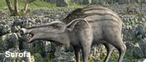 Scrofa.png