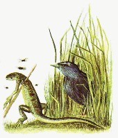 Female hawkbower