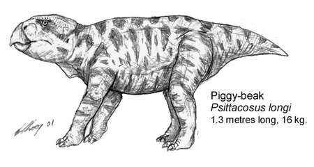 (fig. 7) Piggy-beak, Psittacosus longi (Northeastern papua)