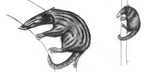 Antpossum