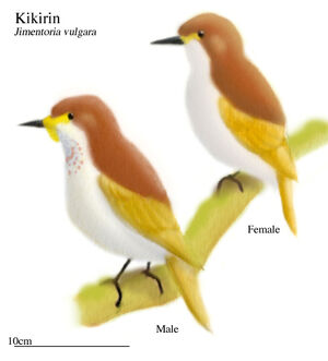 Kikirin, Jimentoria vulgaris (Western Pacific Rim)