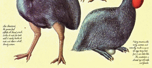 Flightless guineafowl 3