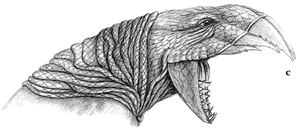 The jaws of the cutlasstooth can open remarkably wide, so that the lower jaw is well away from the cutting teeth when the heavy head is thrust downwards in the slashing stroke (c). The undersides of the large teeth are serrated and work against the lower teeth as carnassial (meat-shearing) blades for ripping and chewing flesh when the animal is eating.