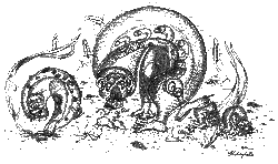 Larvanasus haleciformis.