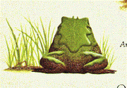 Tainted toad