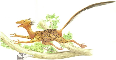 The treepounce relies mainly on its hearing for hunting, and so its ears are highly developed. Tufts of hair-like feathers around the ear-opening funnel the sounds into the ear canal. In appearance the tufts resemble the fleshy external ears found on some small mammals. The coloring of the coat conceals the treepounce in the trees.