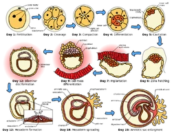 Scheme of the human embryonic development in the first month.
