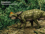 Spec Dinosauria: Cenoceratopsia