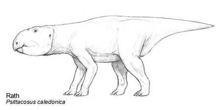 (fig. 9) Rath, Psittacosus caledonica (New Calidonia)