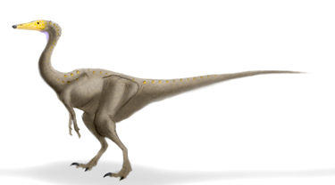 Yellowheadviri
