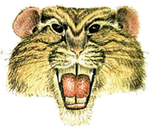 Temperate ravene face