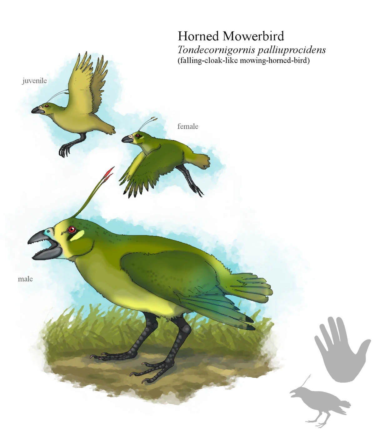 Mowerbirds Speculative Evolution Wiki Fandom