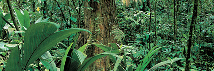 rainforest - Wikipedia